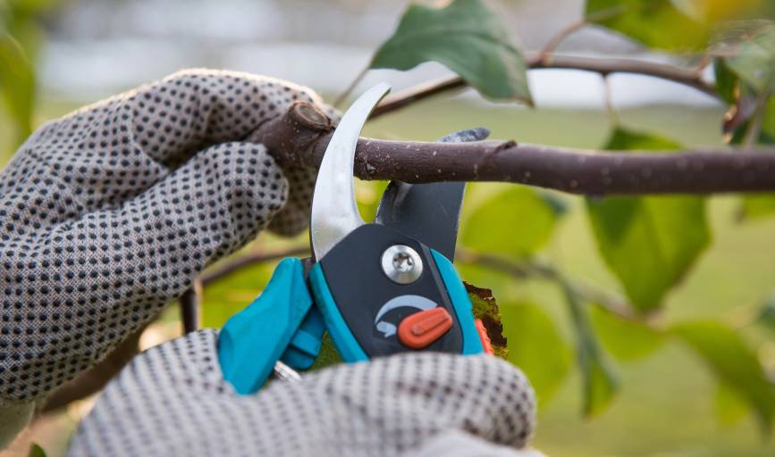 Tree Pruning